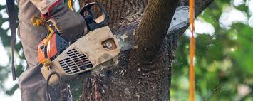 Best Hazardous Tree Removal  in New Hope, MN