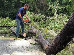 Best Fruit Tree Pruning  in New Hope, MN