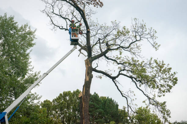 Best Utility Line Clearance  in New Hope, MN