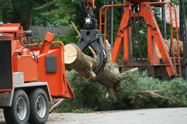 Best Leaf Removal  in New Hope, MN