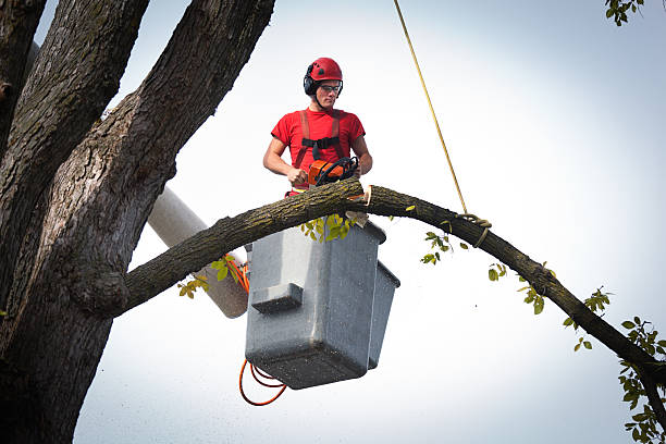 Best Storm Damage Tree Cleanup  in New Hope, MN