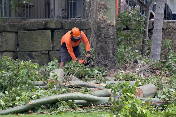 Best Arborist Consultation Services  in New Hope, MN