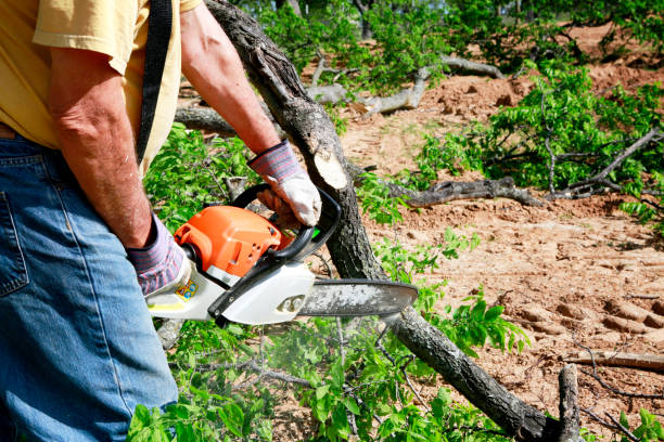 Best Tree Risk Assessment  in New Hope, MN