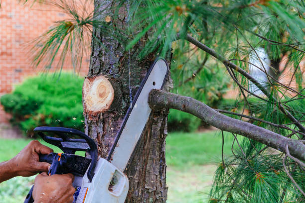 How Our Tree Care Process Works  in New Hope, MN